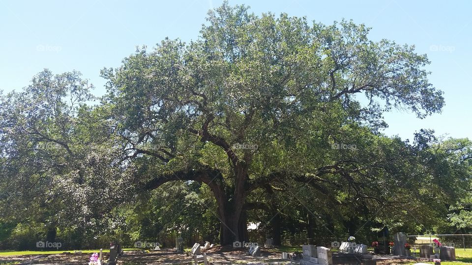 live oak at red hill cemetery