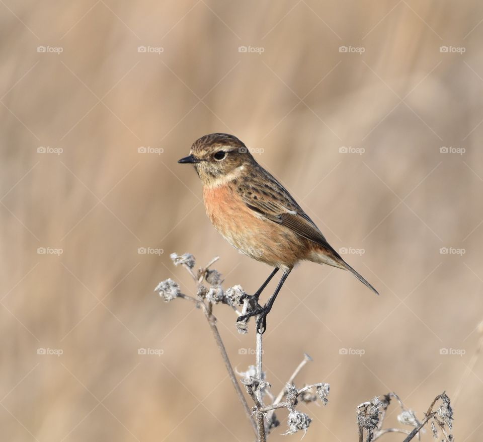 Female Stonechat at Elmley nature reserve sheppey Kent 