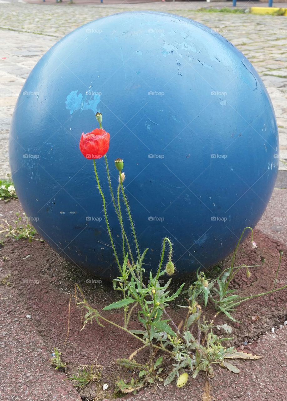 original urban poppy