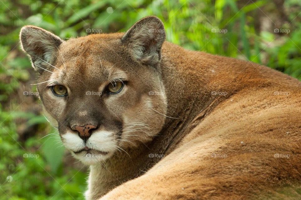 Cougar
