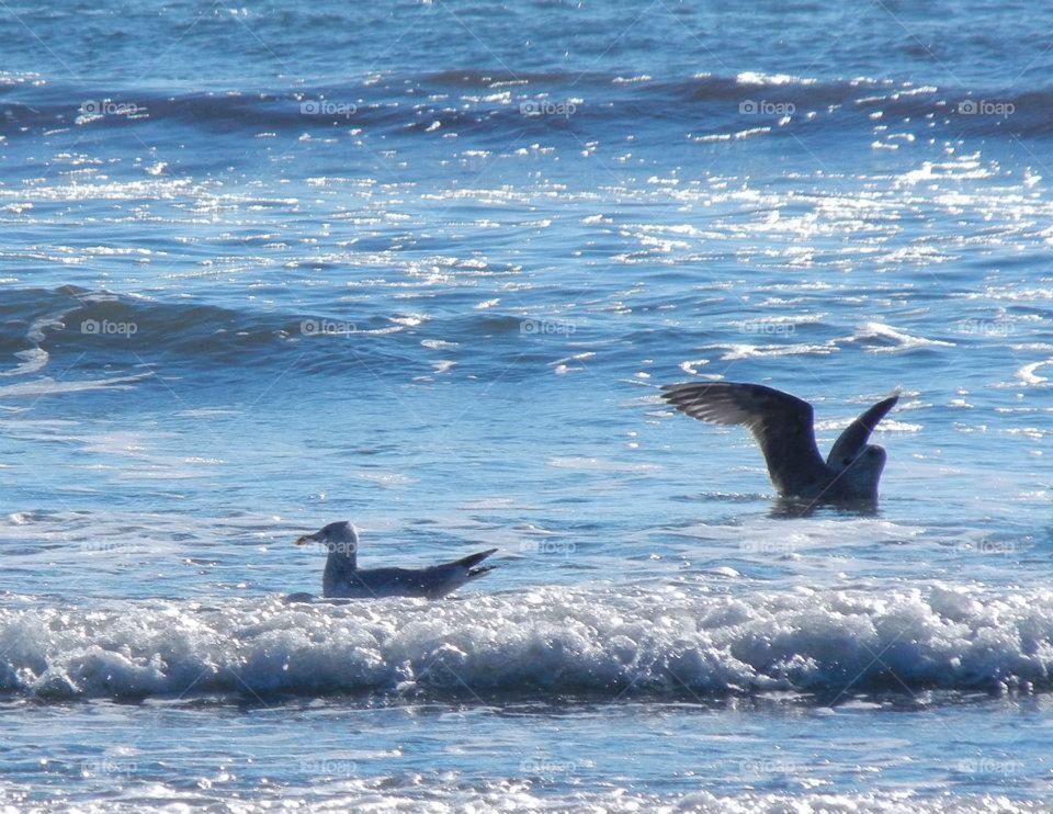 seagulls playing