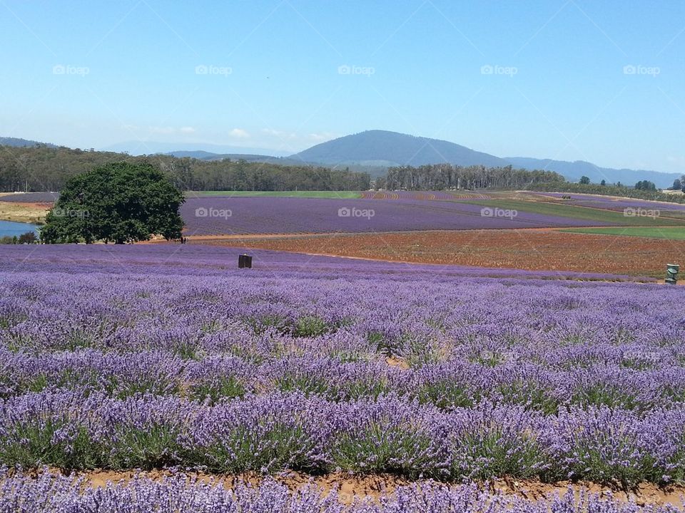 Tasmanian lavender 