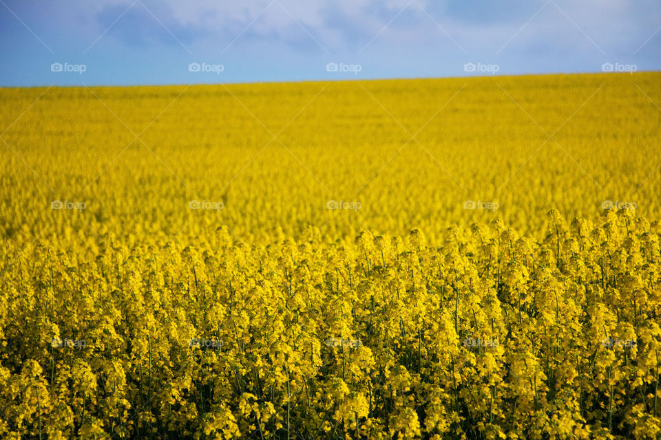 agriculture