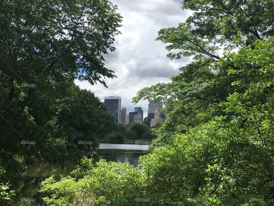 City skyline behind trees at Central Park in New York City.