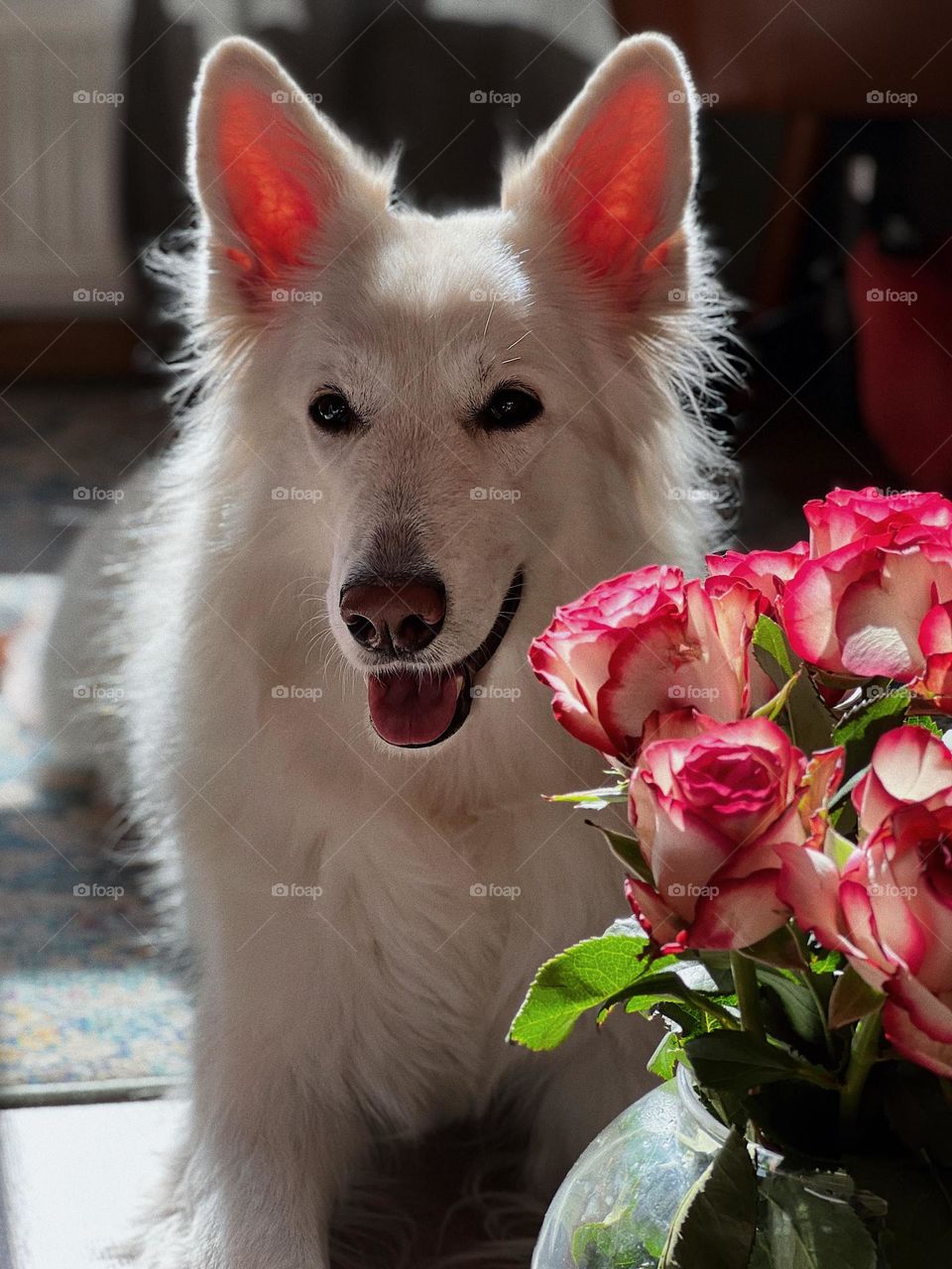 Dog with roses 