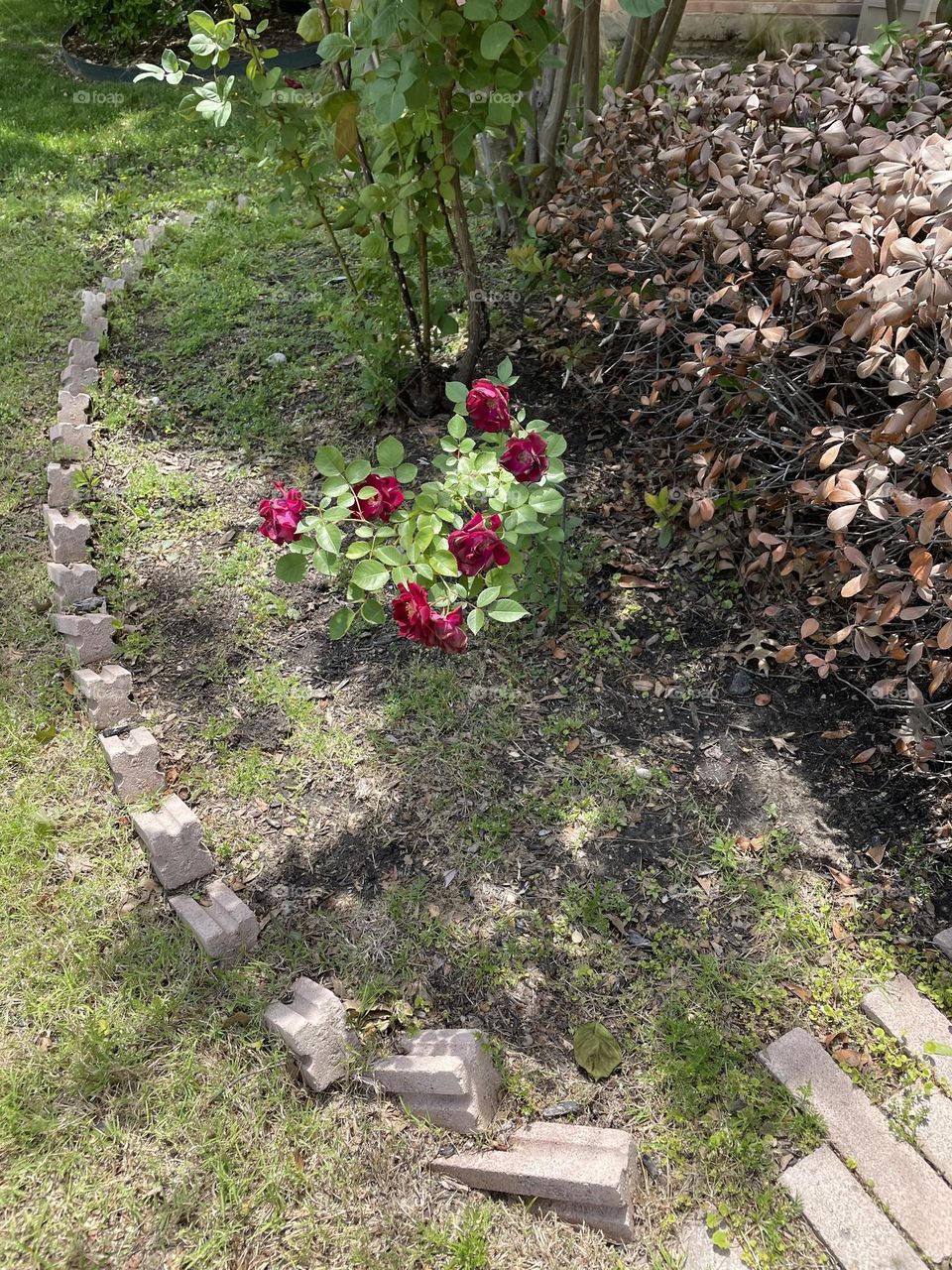 Small rose bush