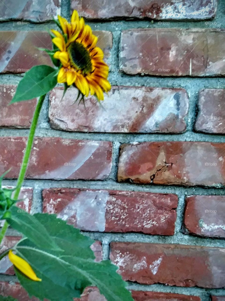 Sunflower on the wall