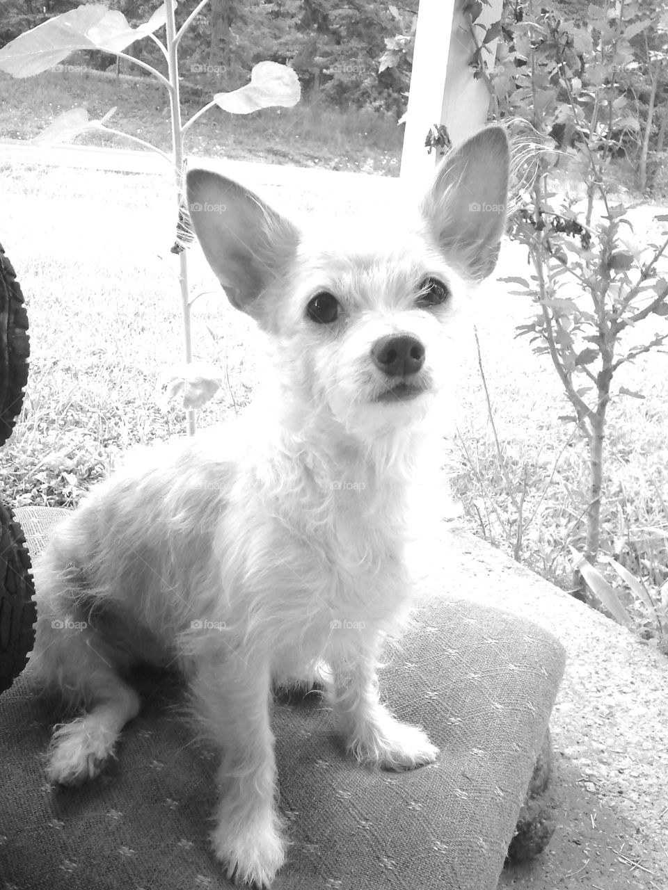 my dog bear, a terrier chihuahua mix breed