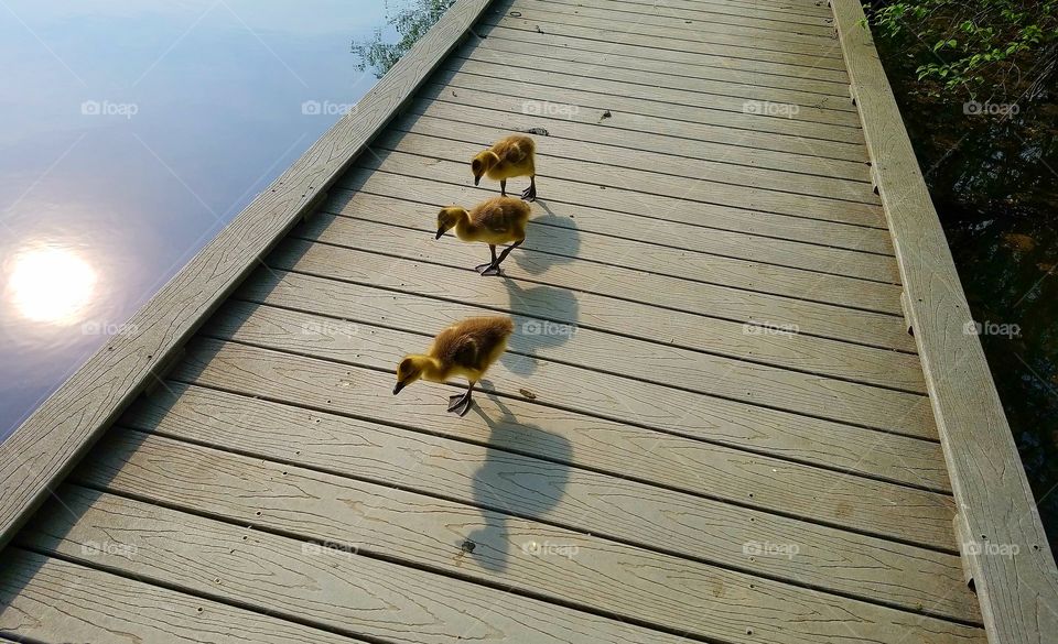 Baby Geese