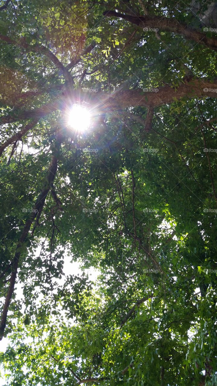 sun shining thru the trees