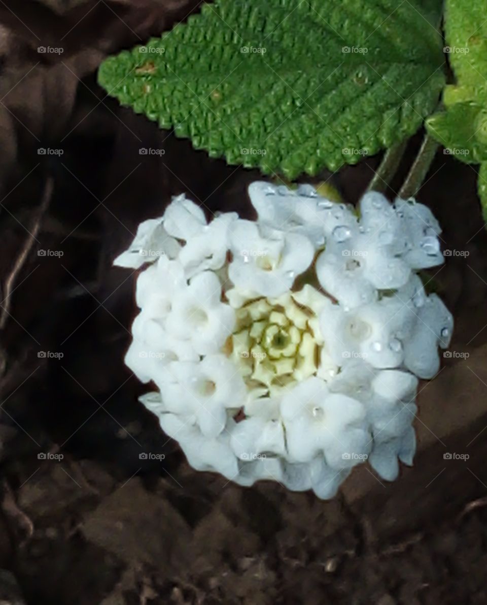 beautiful flower with rain dew