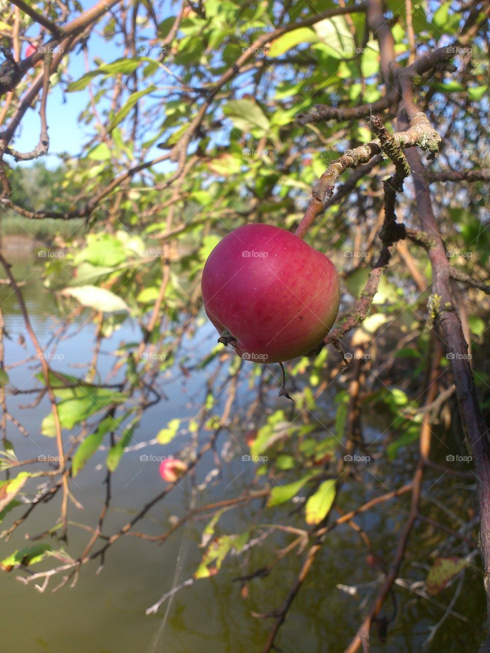 wild apple