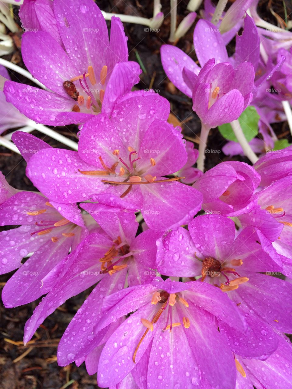 Full frame of flowers