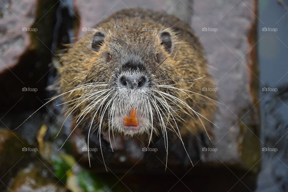 Old nutria face