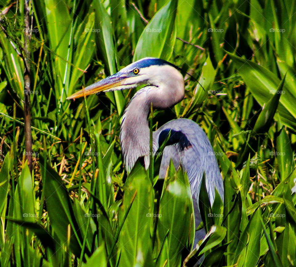 Heron hiding among the reeds