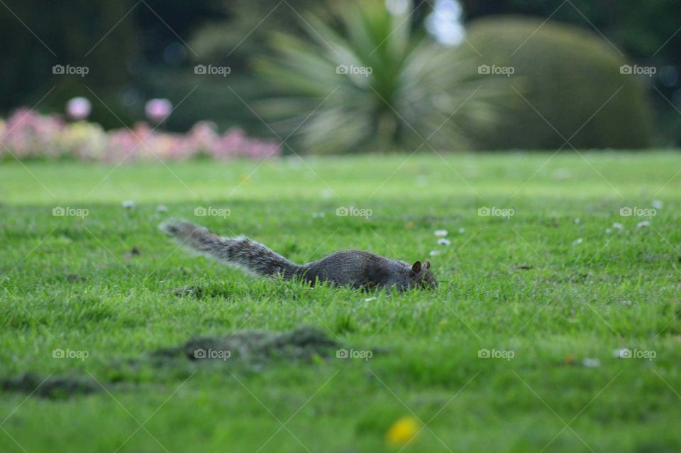 Sneaking gray squirrel in beautiful park