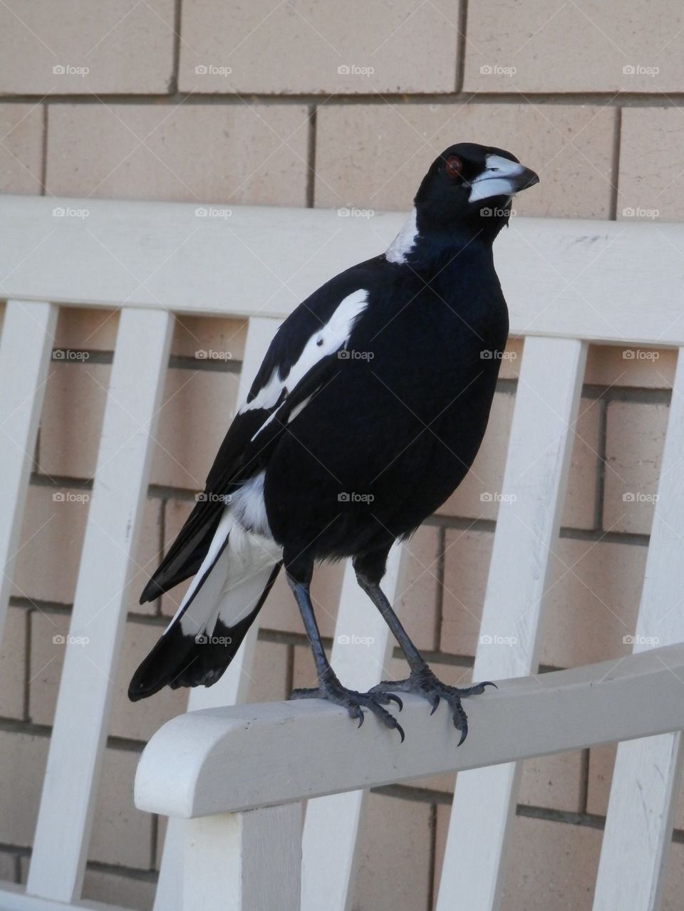 Magpie
