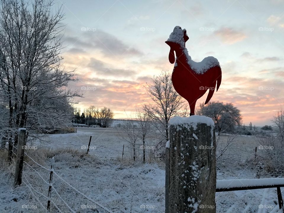 Rooster in the snow