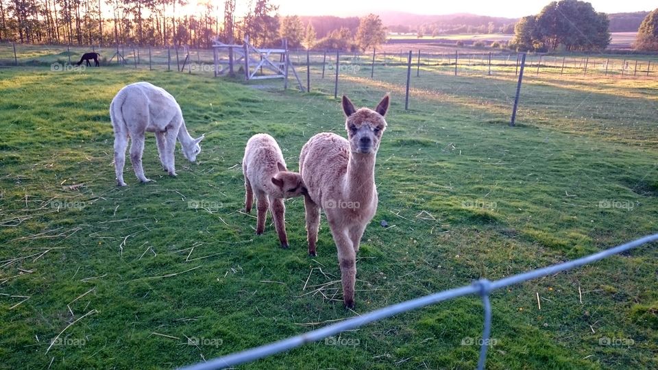 alpacas