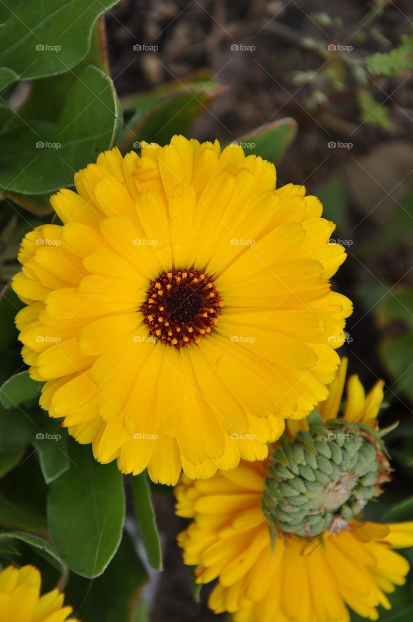 Yellow flower