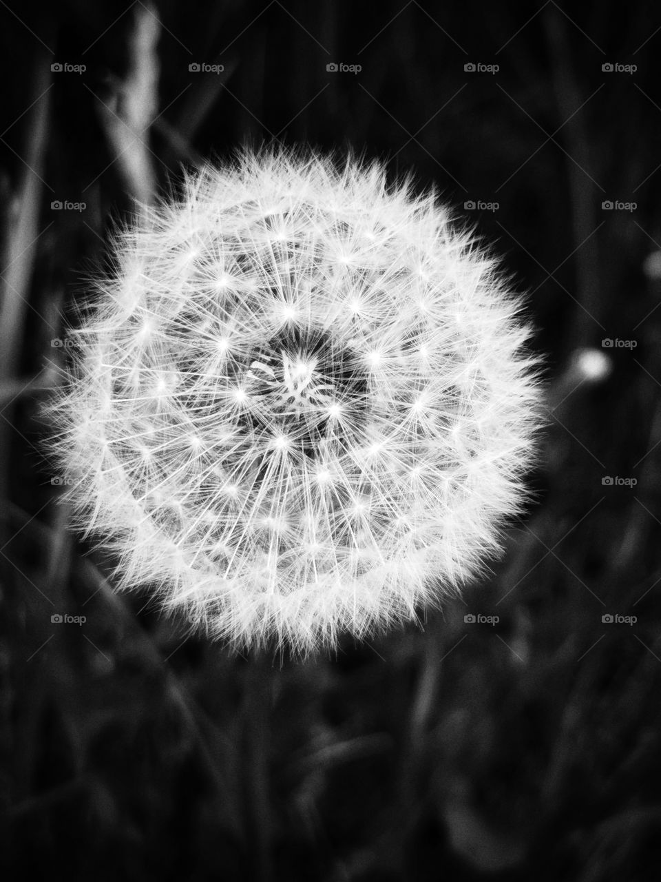 Macro plant flower beauty nature construction design decor view outside outdoor day part details fluffy capture bunch Flow b&w Black White field green grow grass