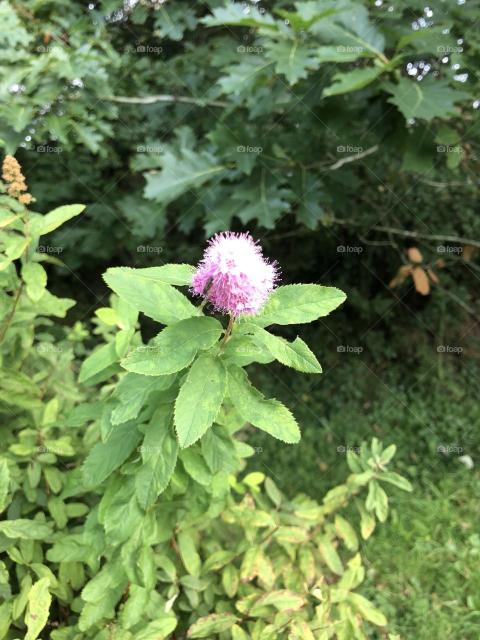 A tiny flower sets the starting pistol, not for a race but for some magical nature.