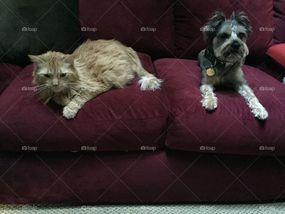 Sofa, Pet, Mammal, Dog, Cat