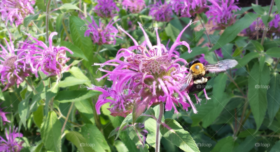 Purple cornflour & bee