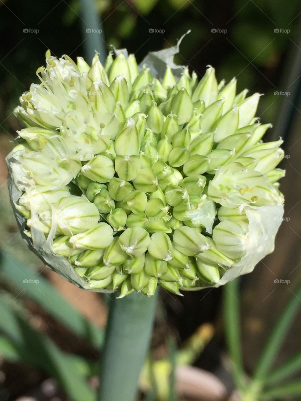 Blossom (green onion)