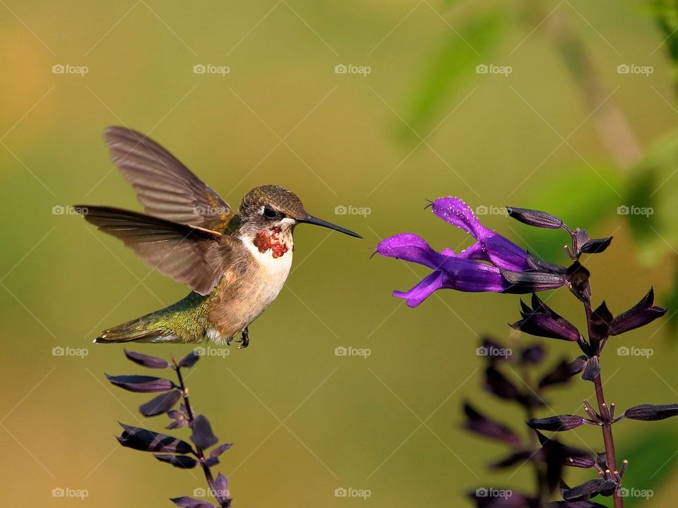 ruby-throated hummingbird