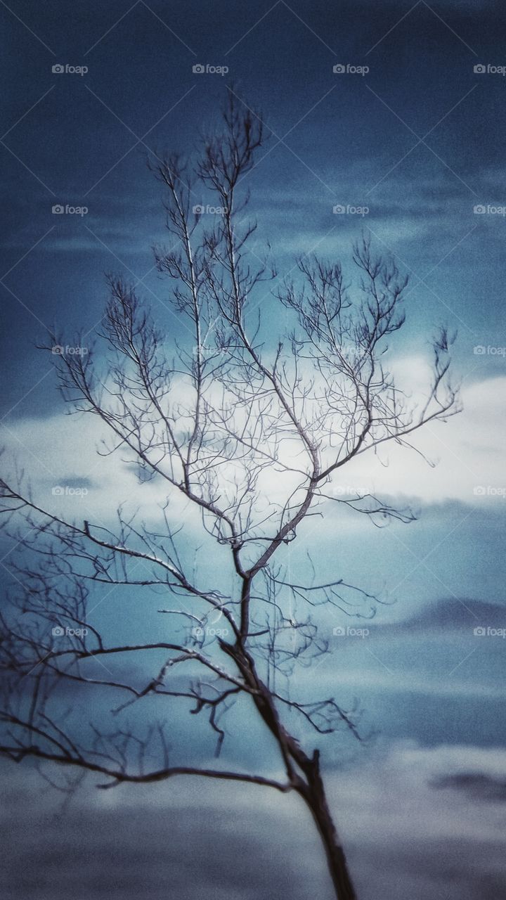 Close-up of bare tree