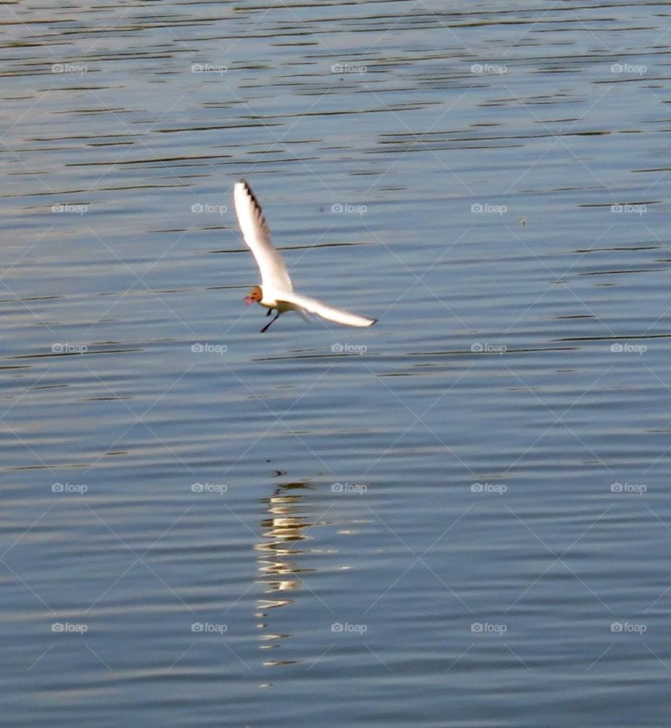 seagull in flight