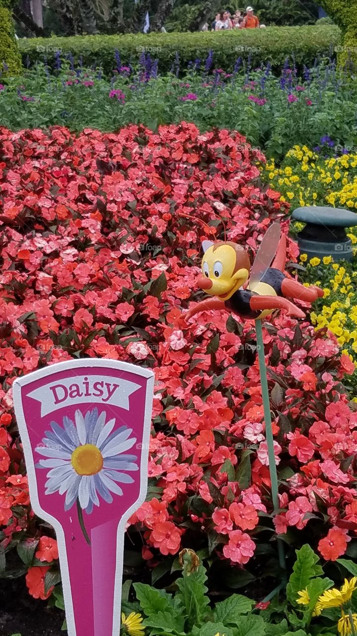 Disney's  Epcot 
International Flower & Garden Festival