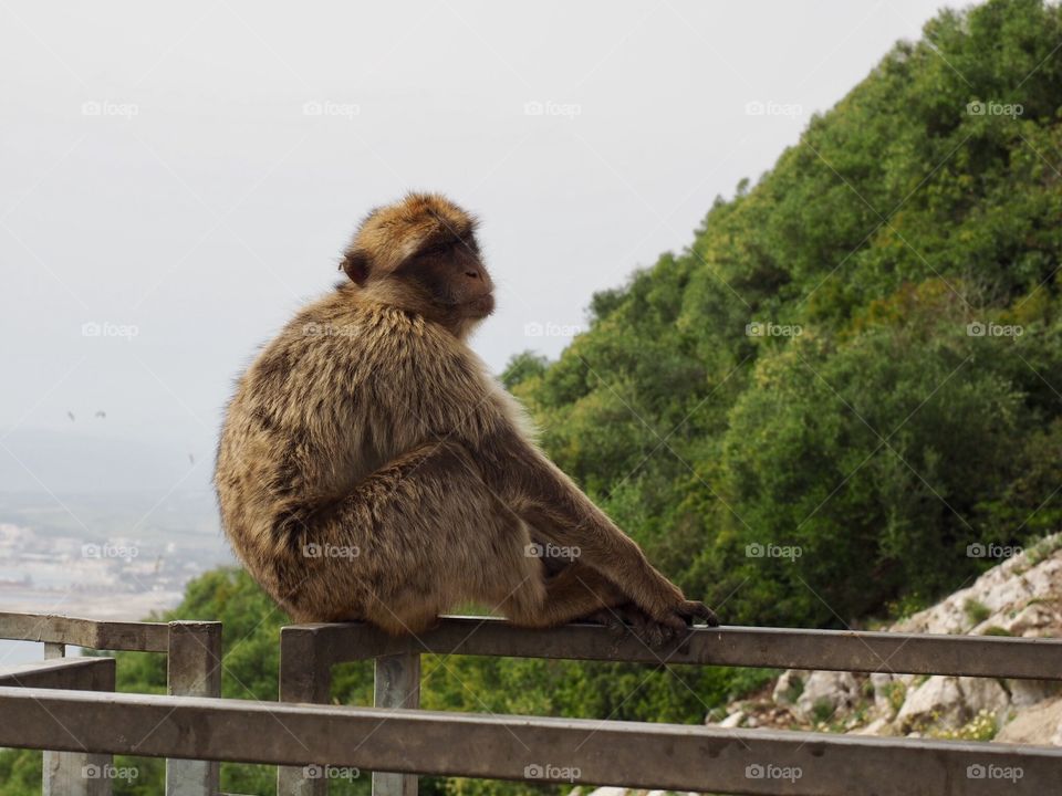 Macaques 