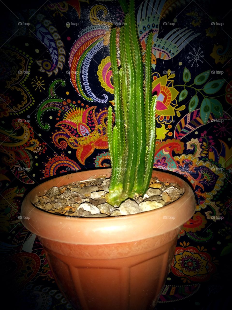 Cactus