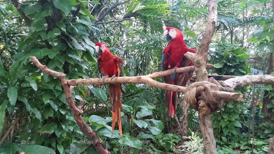 Tree, Bird, Tropical, Wildlife, No Person