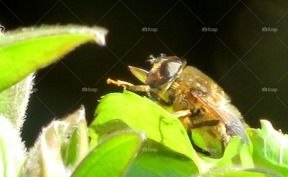 Bee 