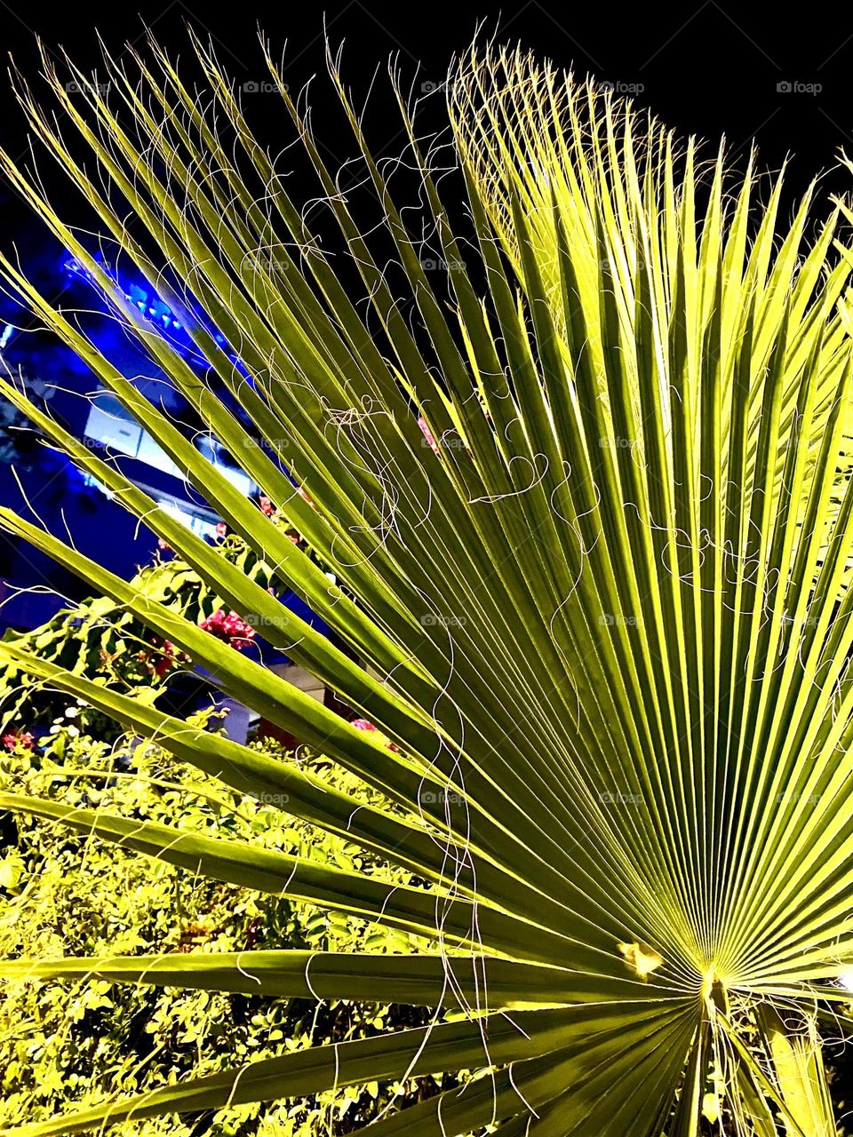 Пальмовая ветвь, или пальмовая ветвь, — символ победы, триумфа, мира и вечной жизни, зародившийся в древнем ближневосточном и средиземноморском мире