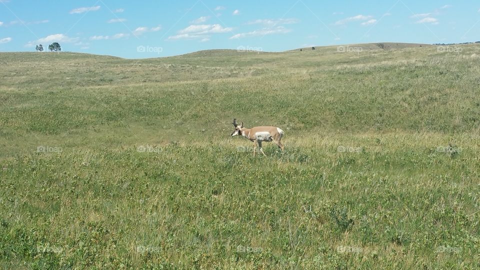 lonely pronghorn