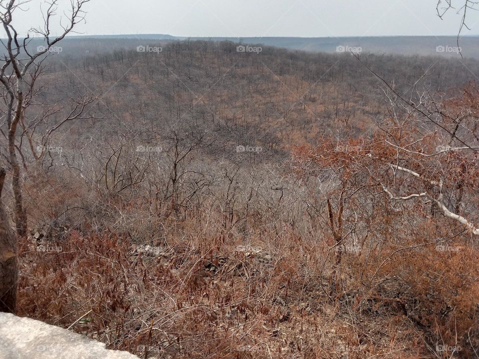 forest view location