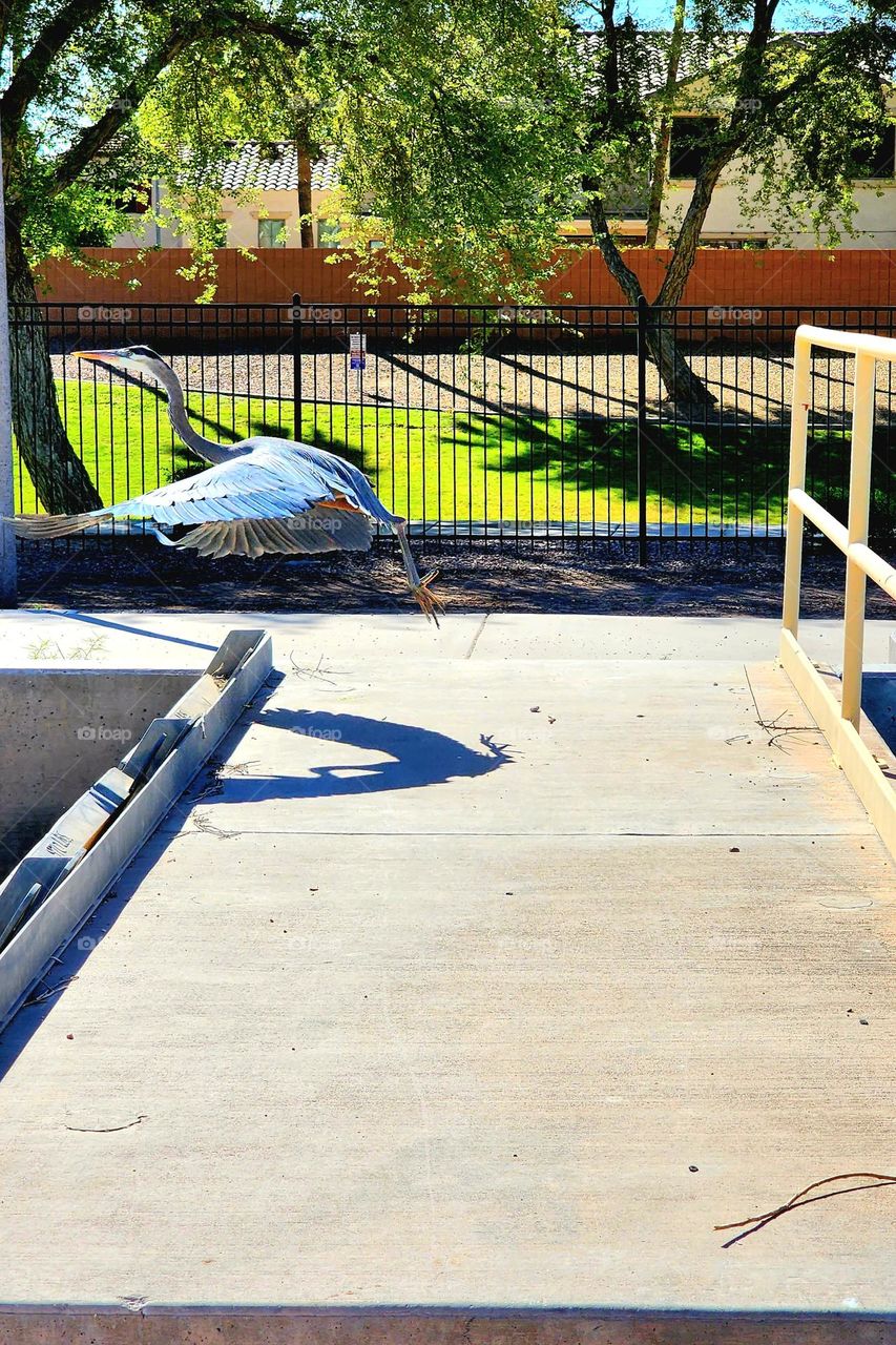 A large Heron springs into the air as I walk nearby, seeking to escape from its perceived danger