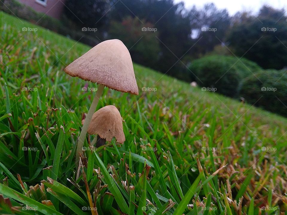 A pair of little mushrooms in the rain covered grass