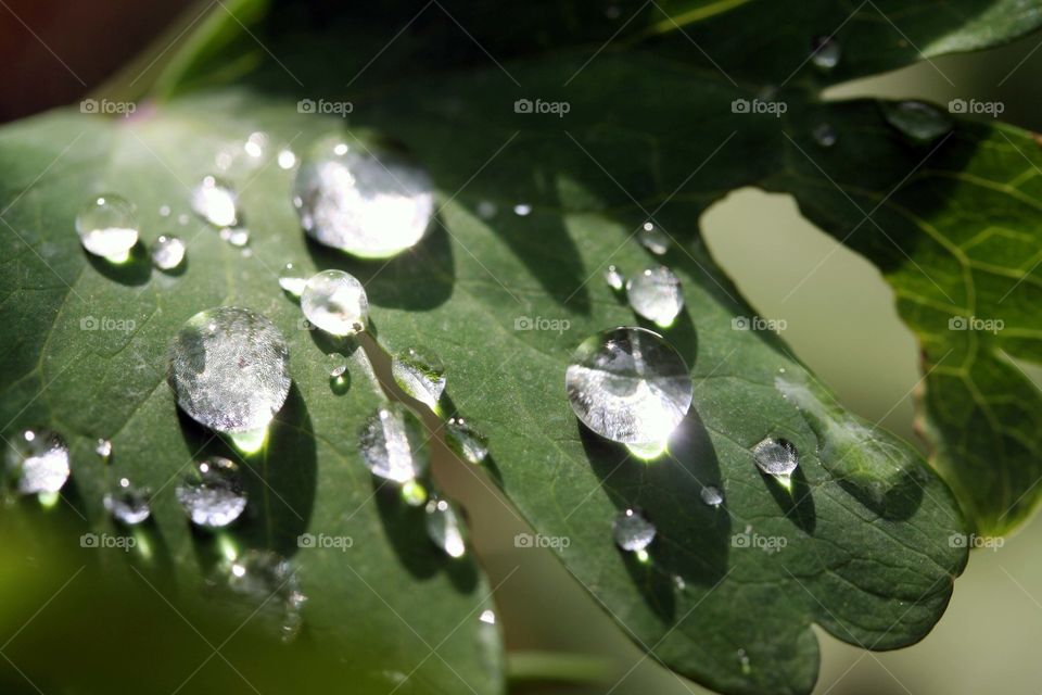 Water drops on a green leaf