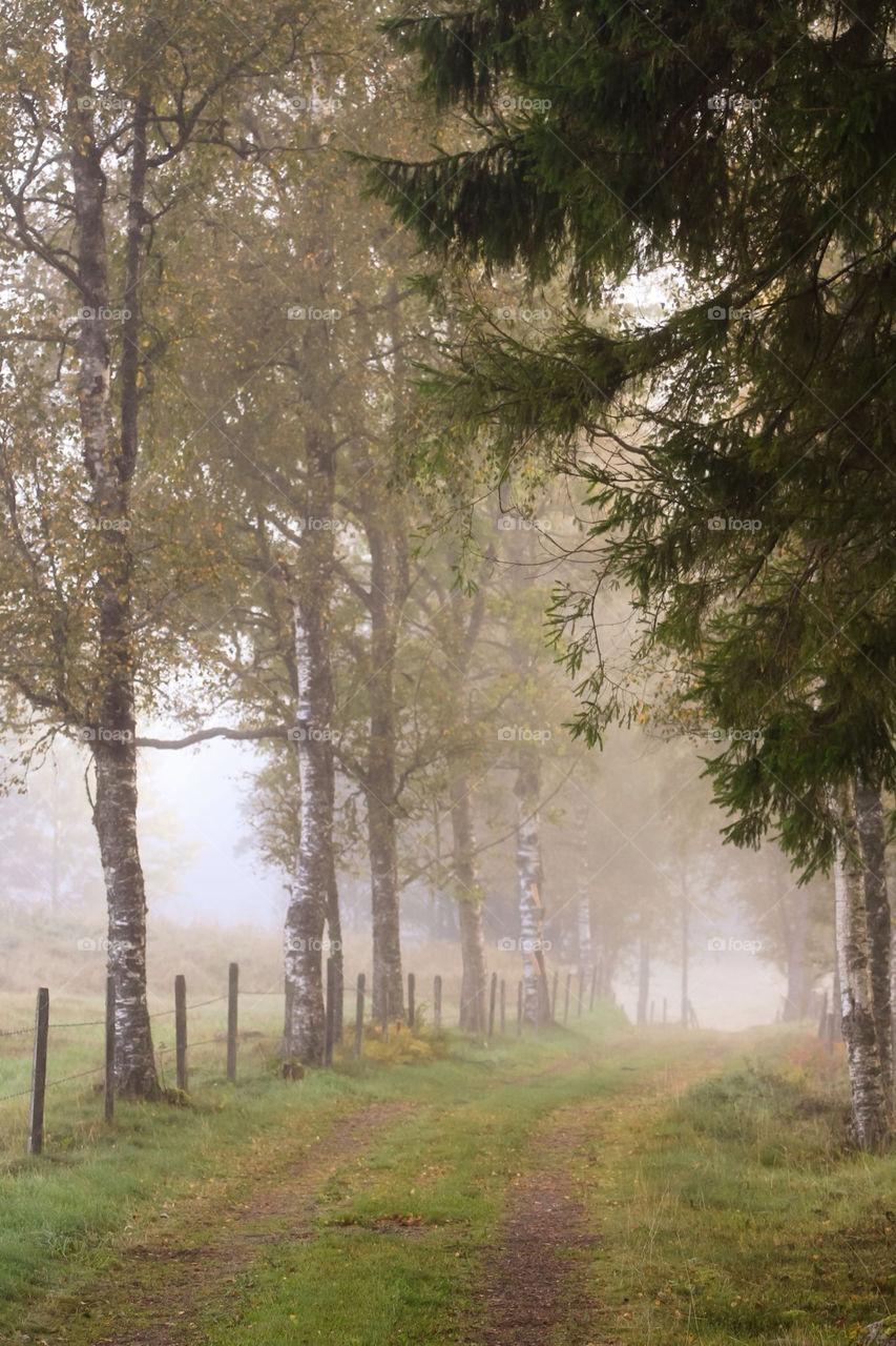 trees road fall autumn by mbfoto