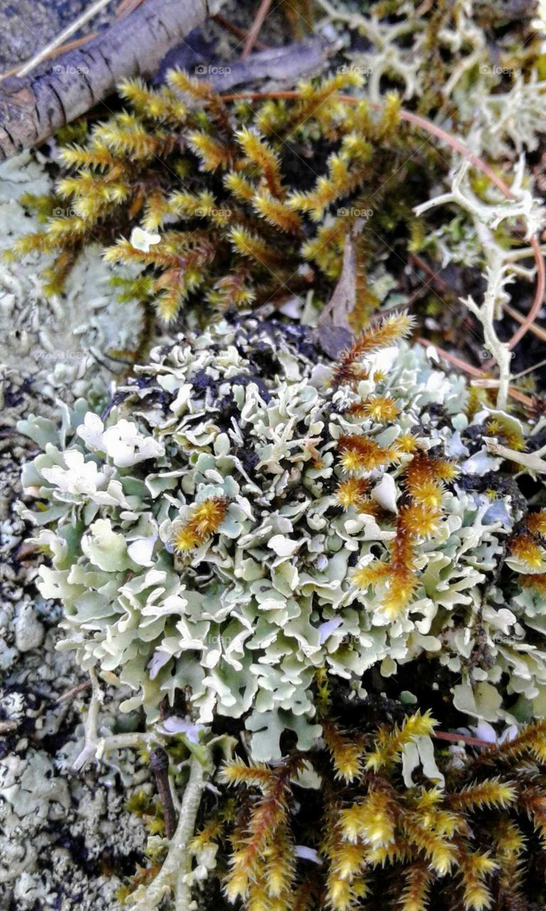 Lichen