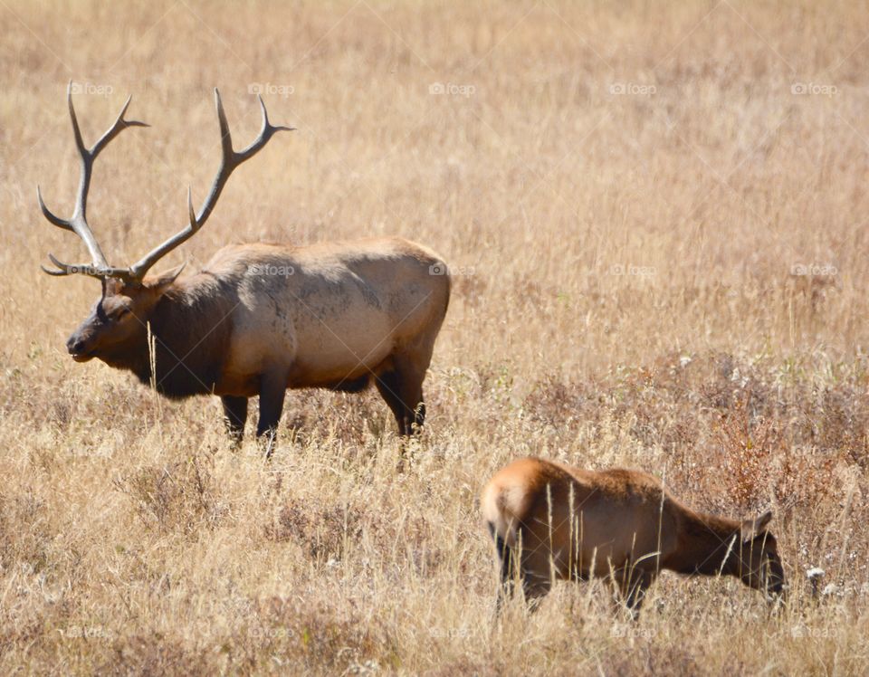 Elk at Rocky Mountain National Park 