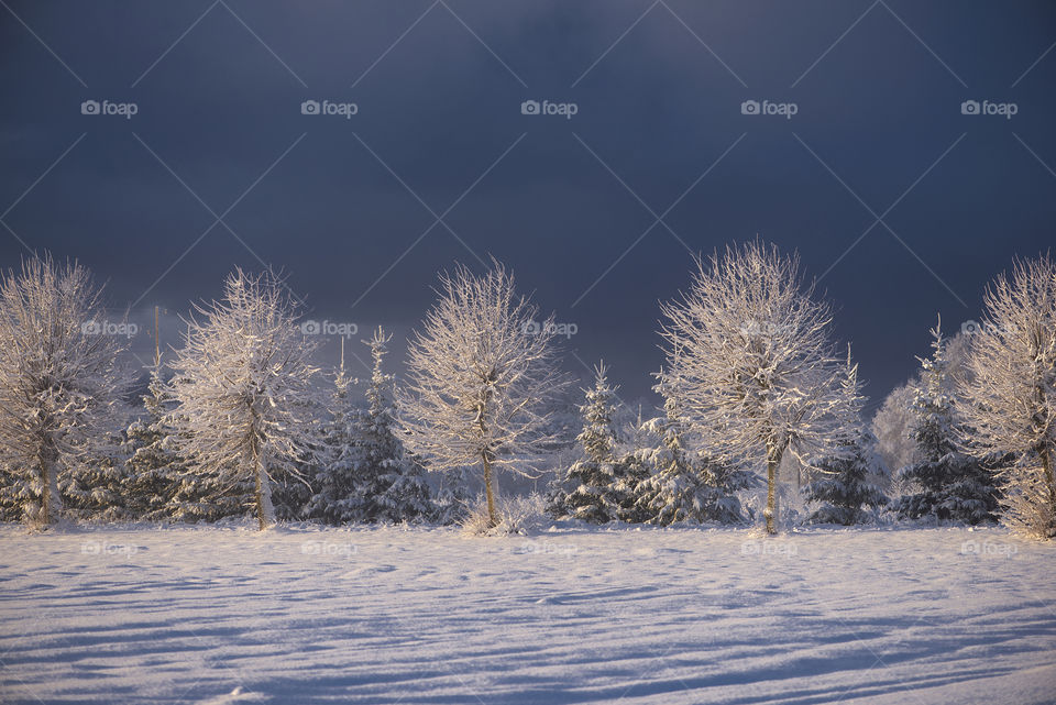 Winter landscape