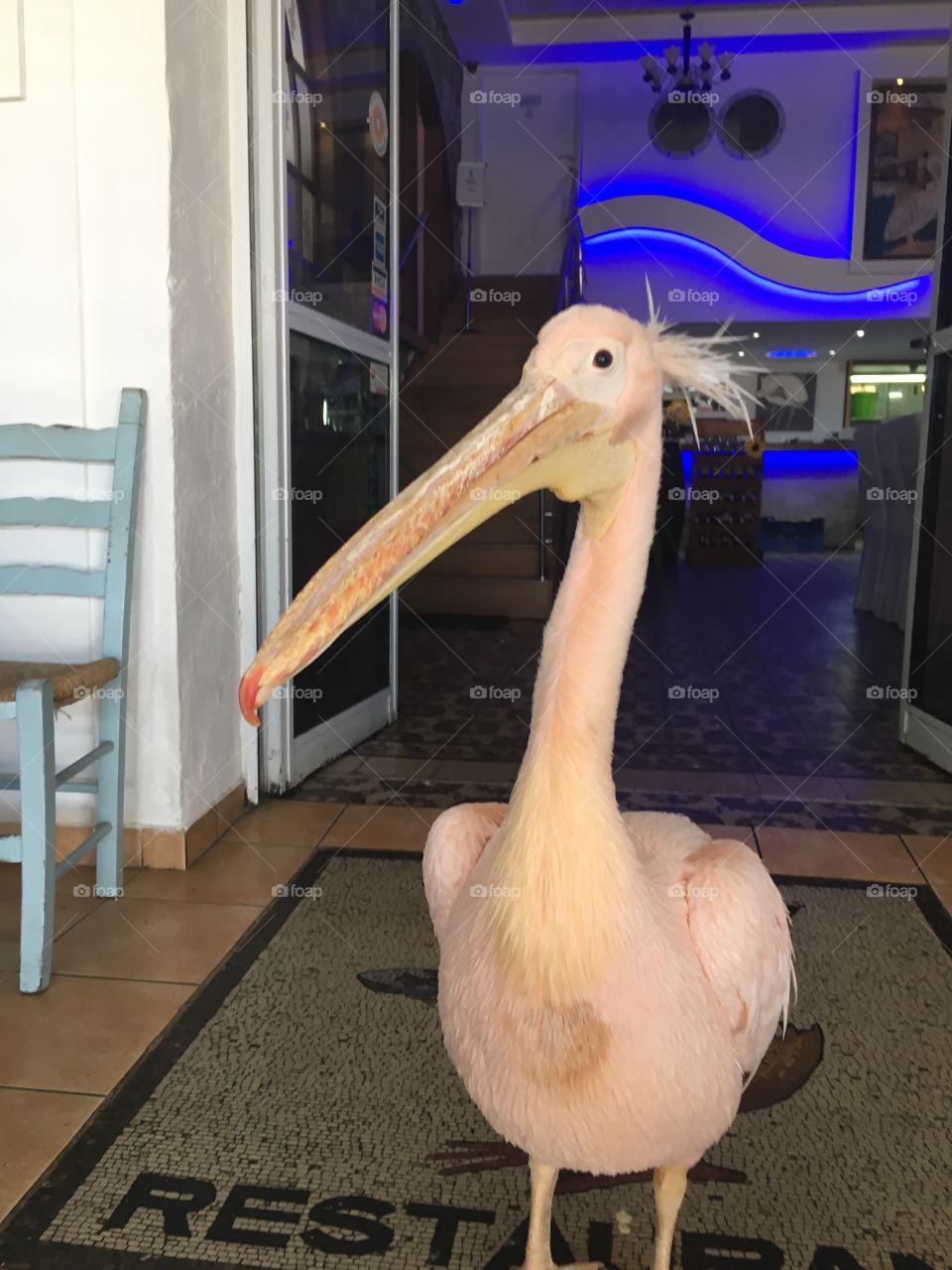 A real pelican outside one of my favourite places in Cyprus 