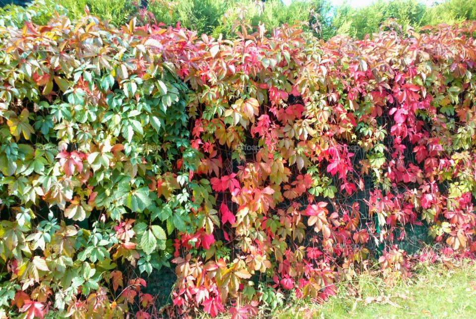 Leaf, Nature, Season, Flora, Garden