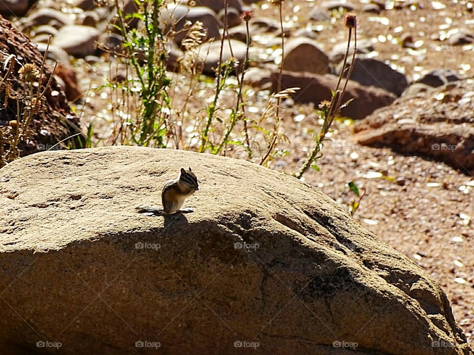 chipmonk